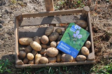 Za nami targi „Jesień w polu i ogrodzie – Kościerzyński Dzień Ziemniaka”